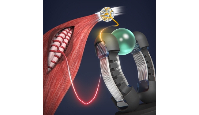 서울공대 기계공학부 박용래 교수팀, 감각과 움직임 함께 구현한 '지능형 인공근육' 세계 최초 개발